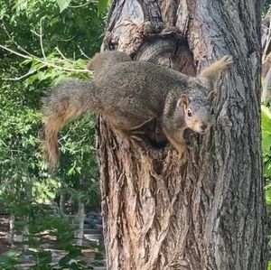 Meet your Posher, Garr